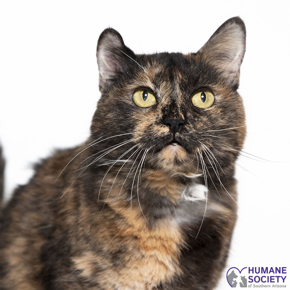 Adopt a friend: Sophie